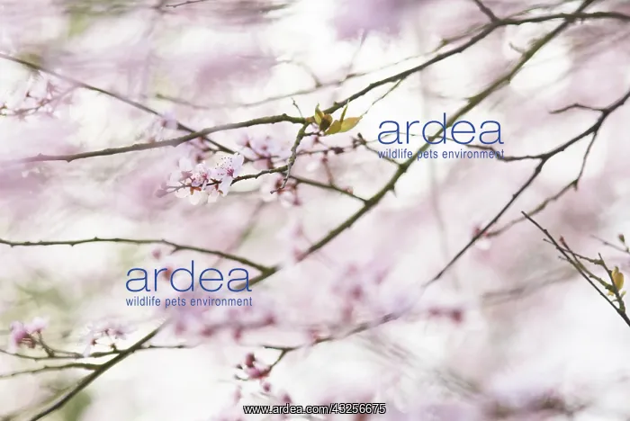 : Almond, Prunus dulcis : Almond, Prunus dulcis