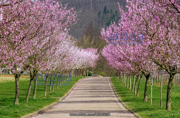  : Almond blossom, almond tree (Prunus dulcis), Siebeldingen