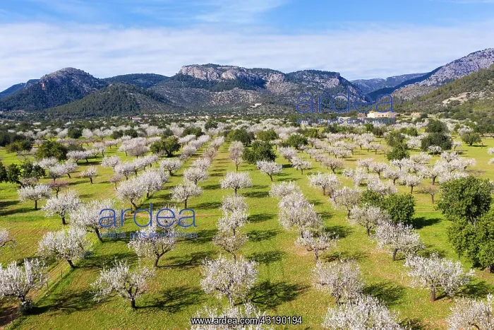 : Almond blossom, flowering almond trees, almond plantation : Almond blossom, flowering almond trees, almond plantation