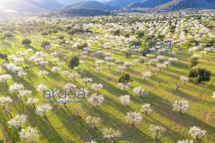 : Almond blossom, flowering almond trees, almond plantation : Almond blossom, flowering almond trees, almond plantation