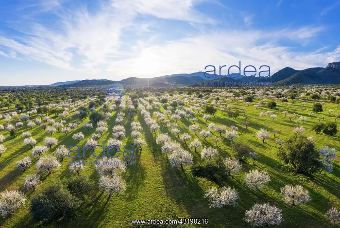 : Almond blossom, flowering almond trees, almond plantation : Almond blossom, flowering almond trees, almond plantation