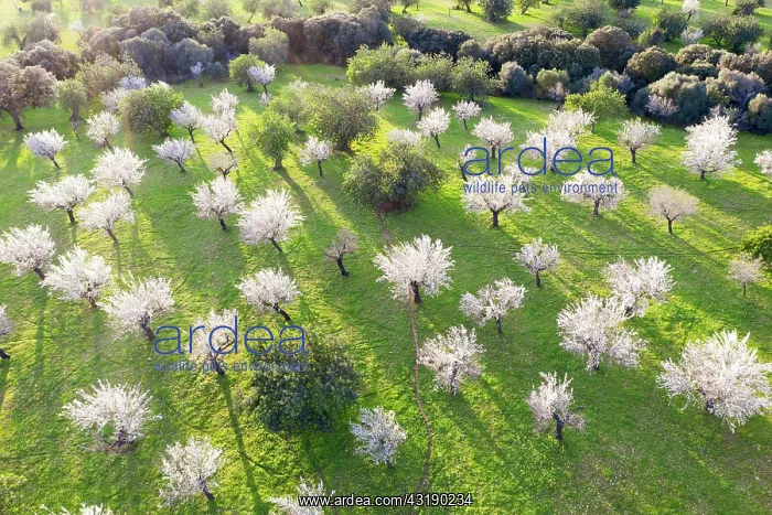 : Almond blossom, flowering almond trees, almond plantation : Almond blossom, flowering almond trees, almond plantation