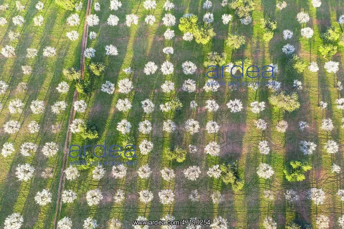 : Almond blossom, flowering almond trees, almond plantation : Almond blossom, flowering almond trees, almond plantation