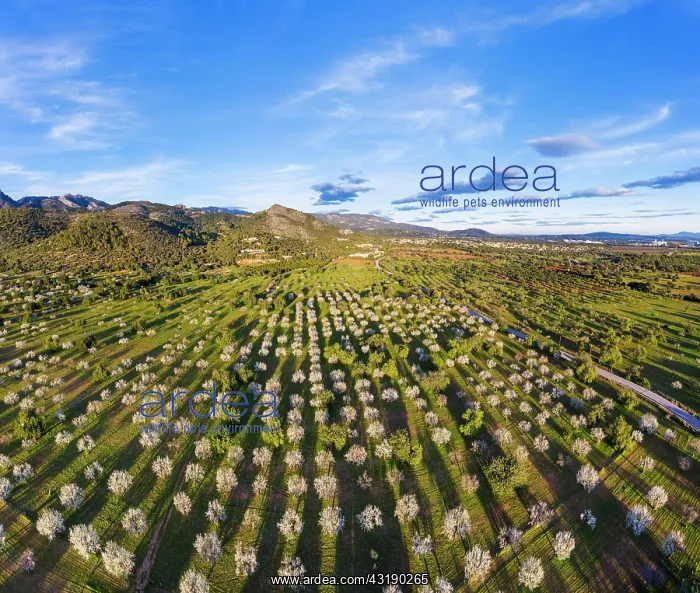 : Almond blossom, flowering almond trees, almond plantation : Almond blossom, flowering almond trees, almond plantation