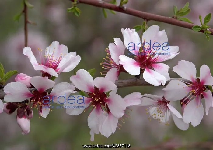 : Almond blossom, in late winter : Almond blossom, in late winter