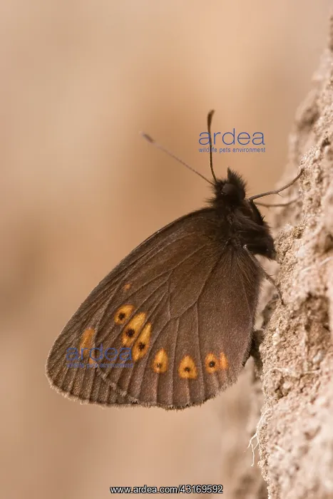 : Almond-eyed Ringlet : Almond-eyed Ringlet