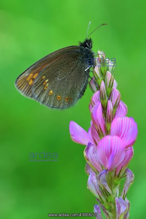 : Almond Eyed Ringlet Almond Ringlet : Almond Eyed Ringlet Almond Ringlet