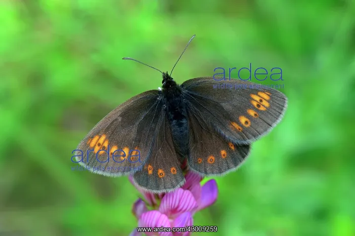 : Almond Eyed Ringlet Almond Ringlet : Almond Eyed Ringlet Almond Ringlet
