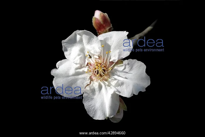 : Almond flower : Almond flower