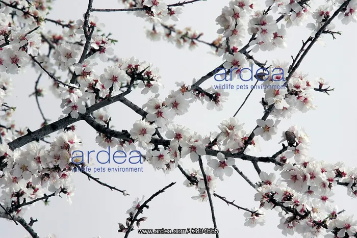 : Almond flowers : Almond flowers
