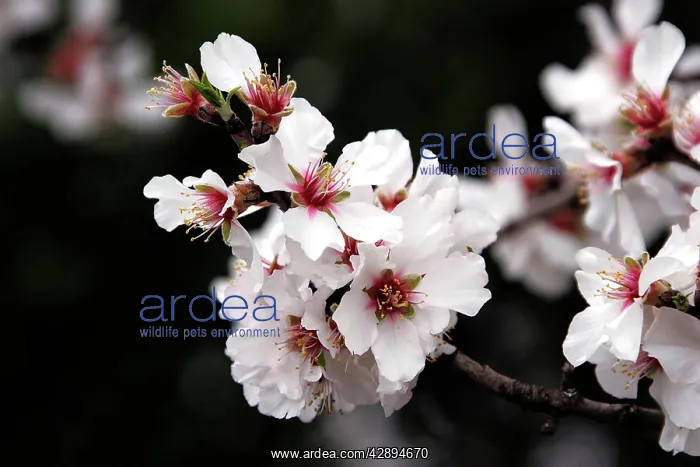  : Almond flowers