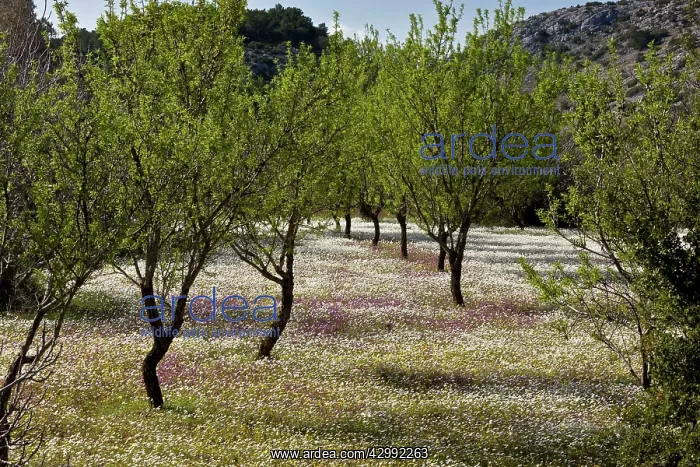 : Almond Orchard : Almond Orchard