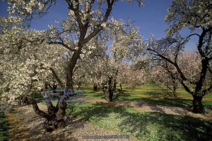 : Almond orchard : Almond orchard