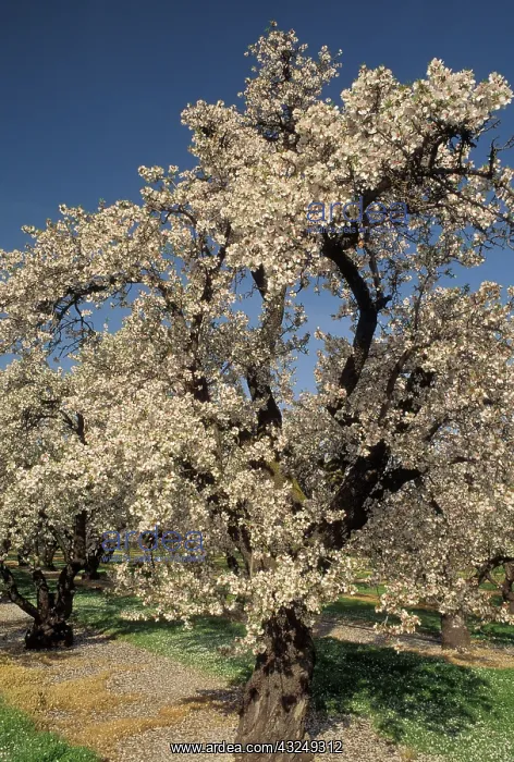 : Almond orchard in bloom : Almond orchard in bloom