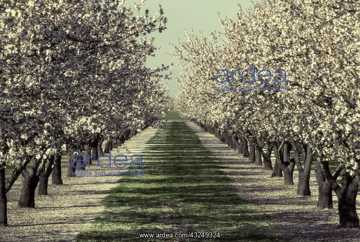 : Almond orchard in bloom : Almond orchard in bloom