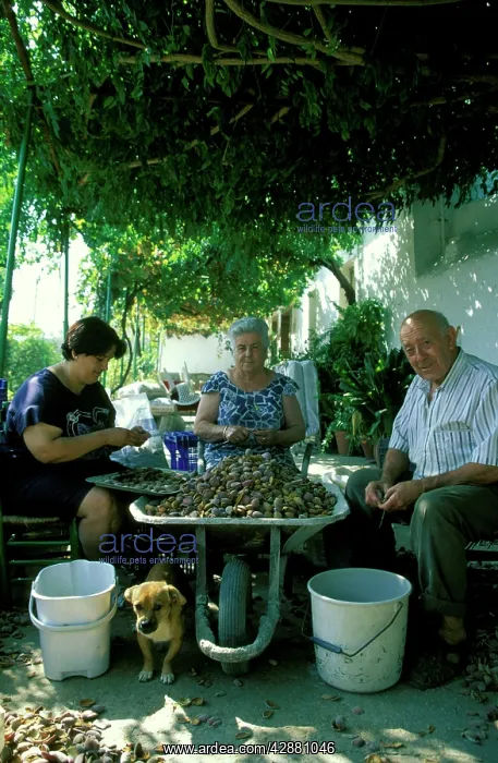 : Almond - Peeling the skin off the almonds usually : Almond - Peeling the skin off the almonds usually