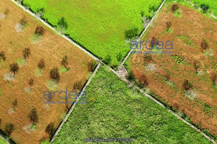 : Almond plantations and meadows with stone walls : Almond plantations and meadows with stone walls