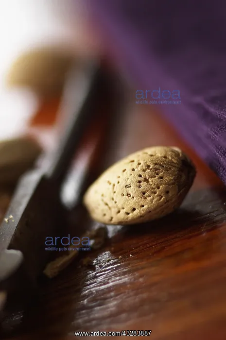 : Almond, Prunus dulcis : Almond, Prunus dulcis
