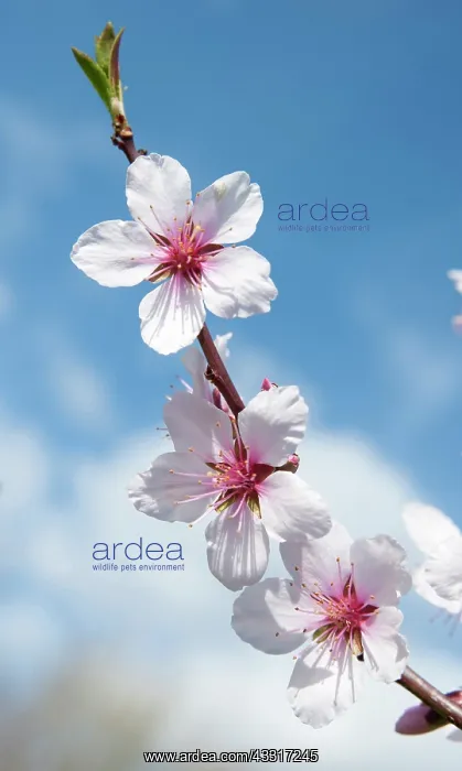 : Almond, Prunus dulcis blossom, One twig with three : Almond, Prunus dulcis blossom, One twig with three