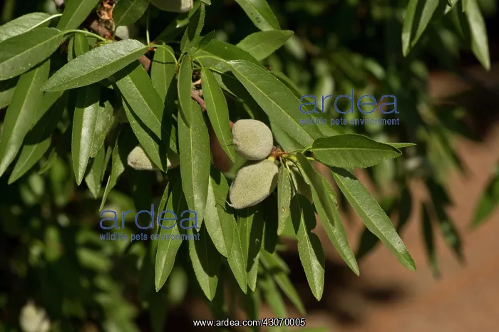 : Almond (Prunus dulcis). California, USA : Almond (Prunus dulcis). California, USA