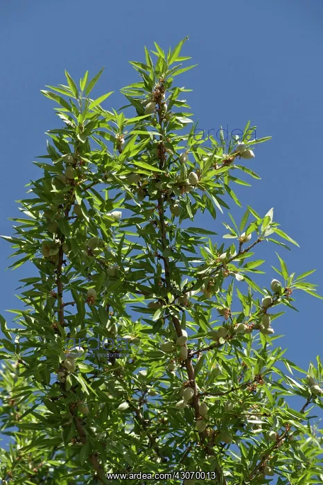 : Almond (Prunus dulcis). California, USA : Almond (Prunus dulcis). California, USA