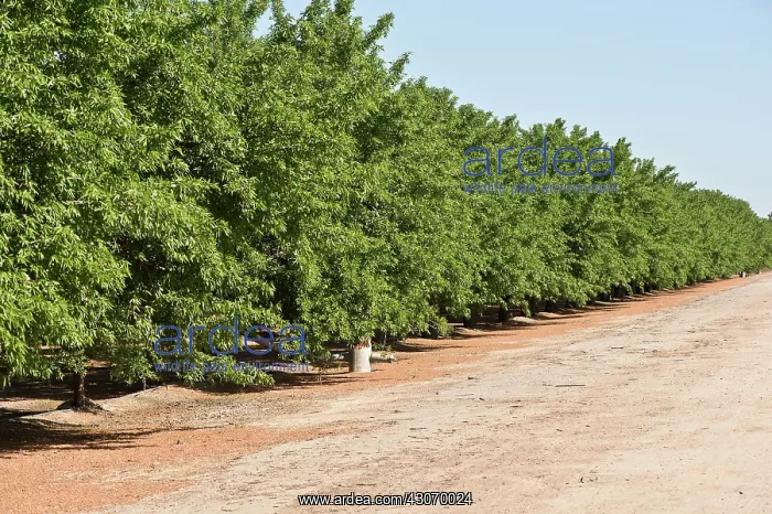 : Almond (Prunus dulcis). California, USA : Almond (Prunus dulcis). California, USA
