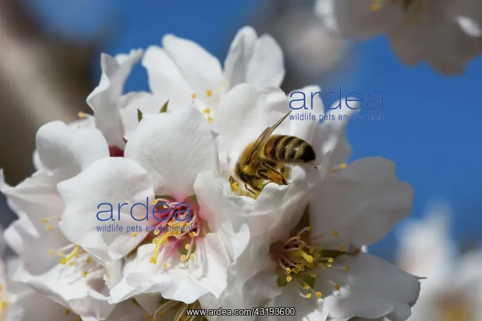 : Almond tree in bloom with bee in Venasque - Pronvence : Almond tree in bloom with bee in Venasque - Pronvence