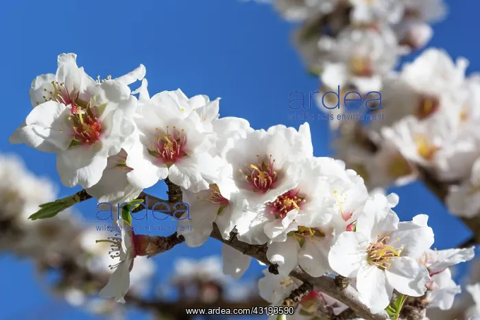 : Almond tree in bloom in Venasque - Pronvence - France : Almond tree in bloom in Venasque - Pronvence - France