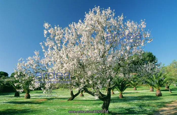 : ALMOND Tree - in full blossom : ALMOND Tree - in full blossom