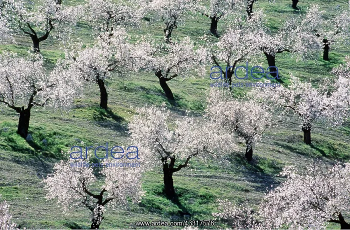  : ALMOND TREE - In full blossom