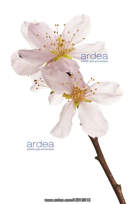  : Almond Tree blossoms on white background