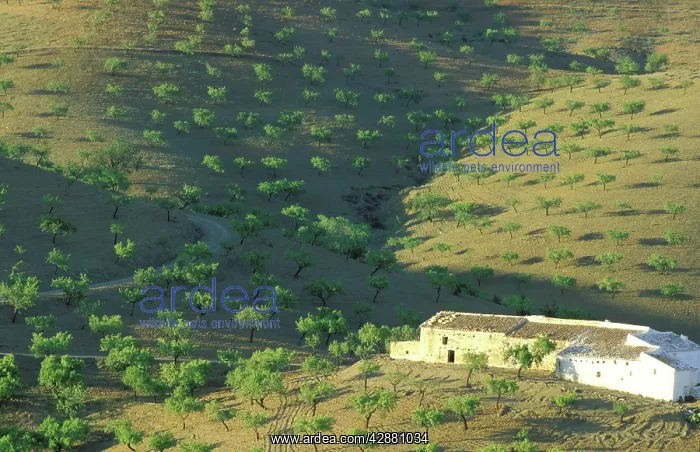  : Almond Tree - Cultivation; with foliage and fruits