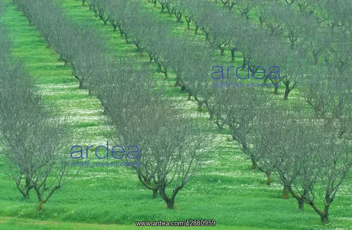 : Almond Tree - Cultivation; in January without foliage : Almond Tree - Cultivation; in January without foliage