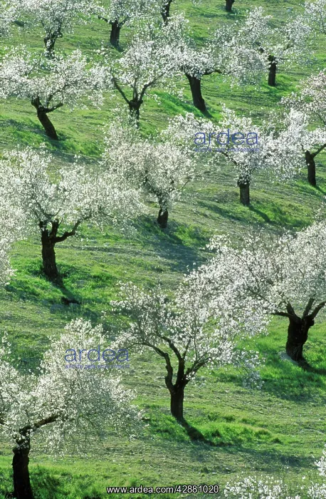 : Almond Tree - Cultivation near the town of Alhama : Almond Tree - Cultivation near the town of Alhama