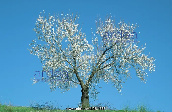 : Almond Tree - in February in full blossom near : Almond Tree - in February in full blossom near
