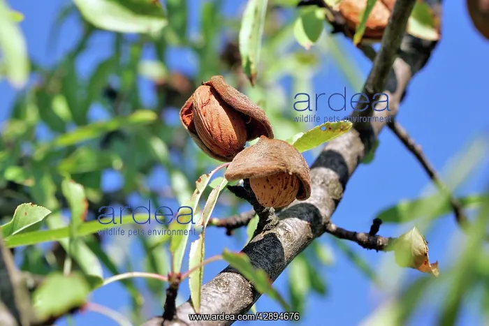 : Almond tree & fruit : Almond tree & fruit