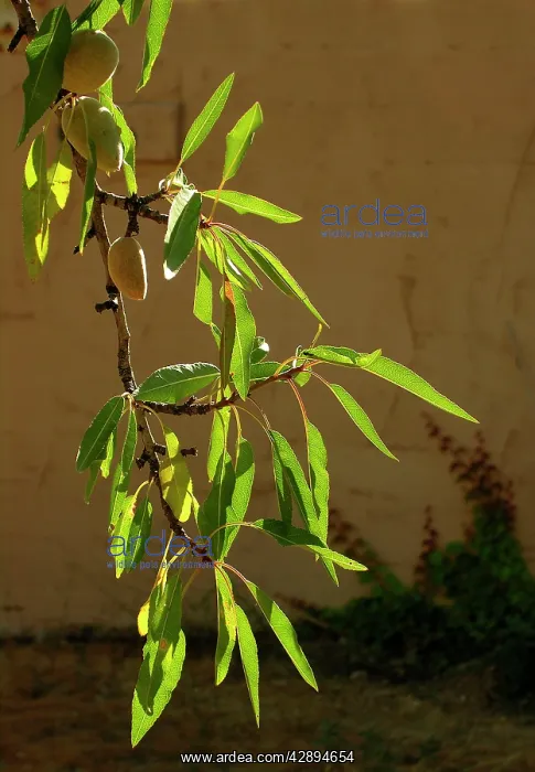 : Almond tree & fruit in a garden : Almond tree & fruit in a garden