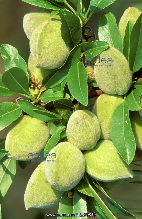 : Almond Tree - Leaves and fruits, in April : Almond Tree - Leaves and fruits, in April