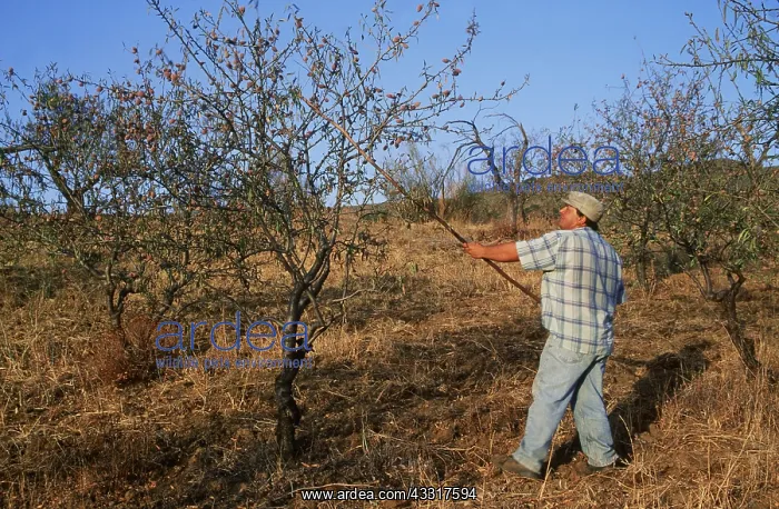 : ALMOND TREE - man harvesting, Almonds being shaken : ALMOND TREE - man harvesting, Almonds being shaken