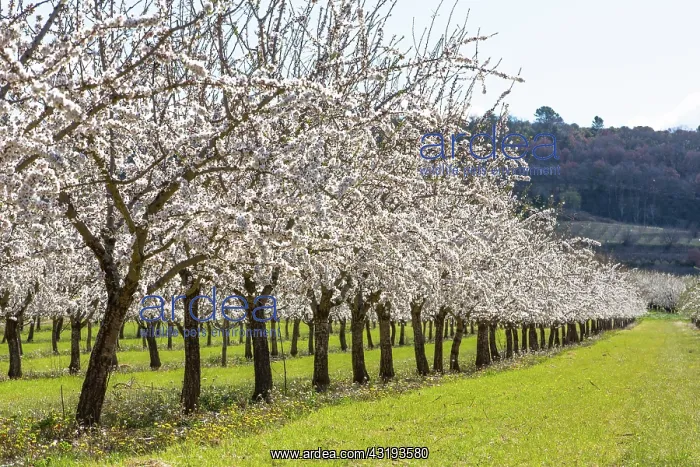 : Almond trees in bloom in Venasque - Pronvence - : Almond trees in bloom in Venasque - Pronvence -