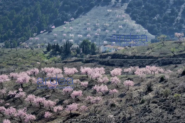  : Several almond trees in blossom on mountain slope