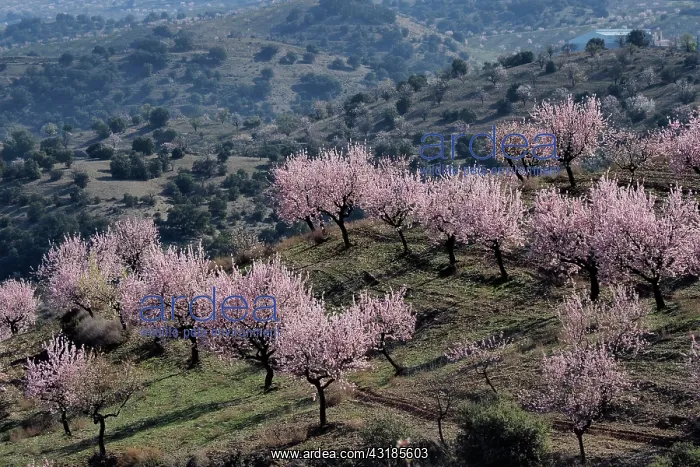 : Several almond trees in blossom on mountain slope