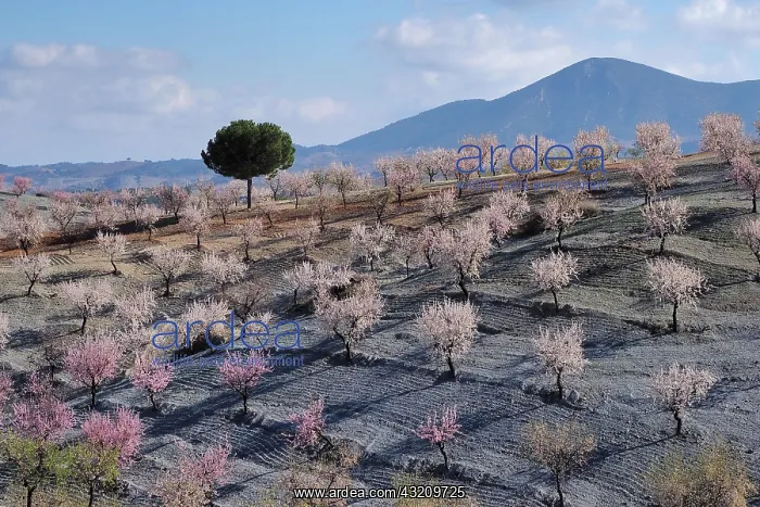 : Several almond trees in blossom on mountain slope : Several almond trees in blossom on mountain slope