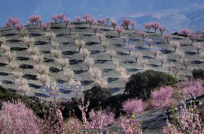 : Several almond trees in blossom on mountain slope : Several almond trees in blossom on mountain slope