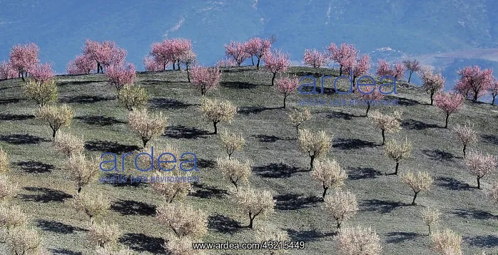 : Several almond trees in blossom on mountain slope : Several almond trees in blossom on mountain slope