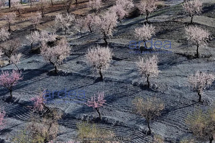 : Several almond trees in blossom on mountain slope : Several almond trees in blossom on mountain slope