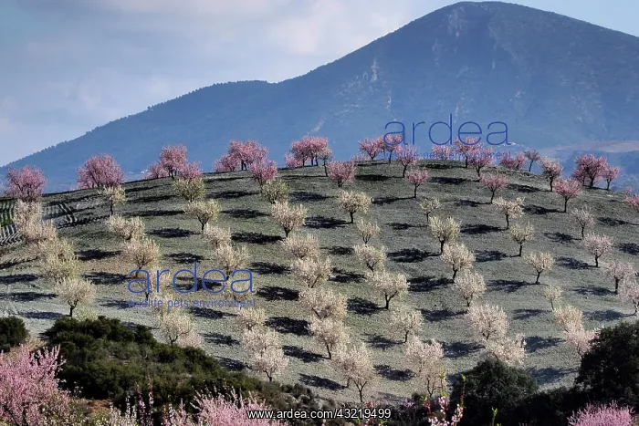 : Several almond trees in blossom on mountain slope : Several almond trees in blossom on mountain slope
