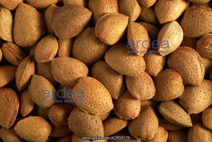  : Almonds