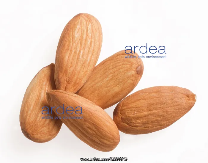  : Almonds - 5 in studio shot