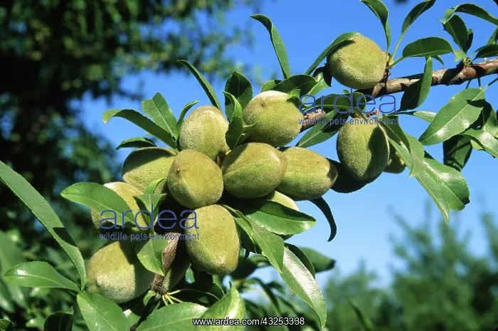 : Almonds Growing on a Tree : Almonds Growing on a Tree